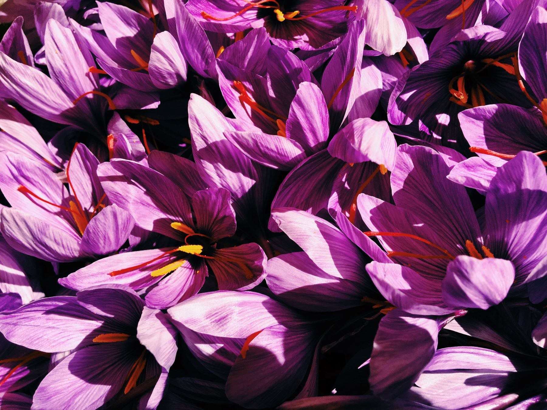 How will climate change affect saffron yield at home and abroad?
