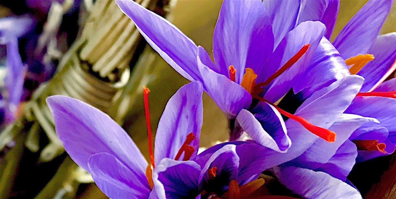 Saffron harvested by family farmers in Vermont- Lemonfair Saffron Co.