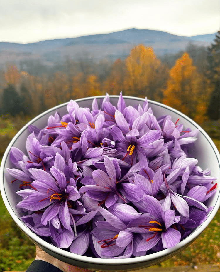 Saffron blooms harvested in Vermont- Lemonfair Saffron Co.