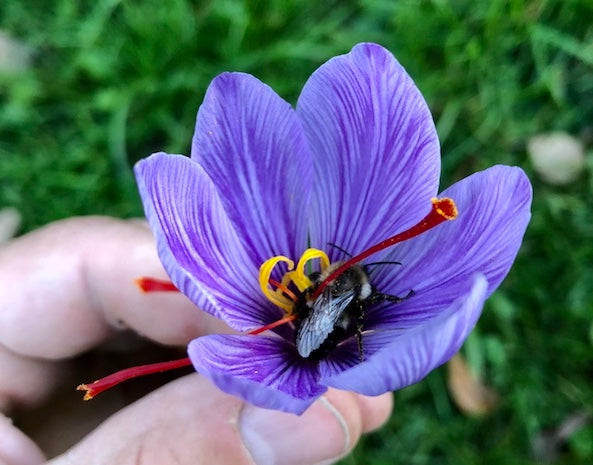 Saffron blooming in Vermont with a bee