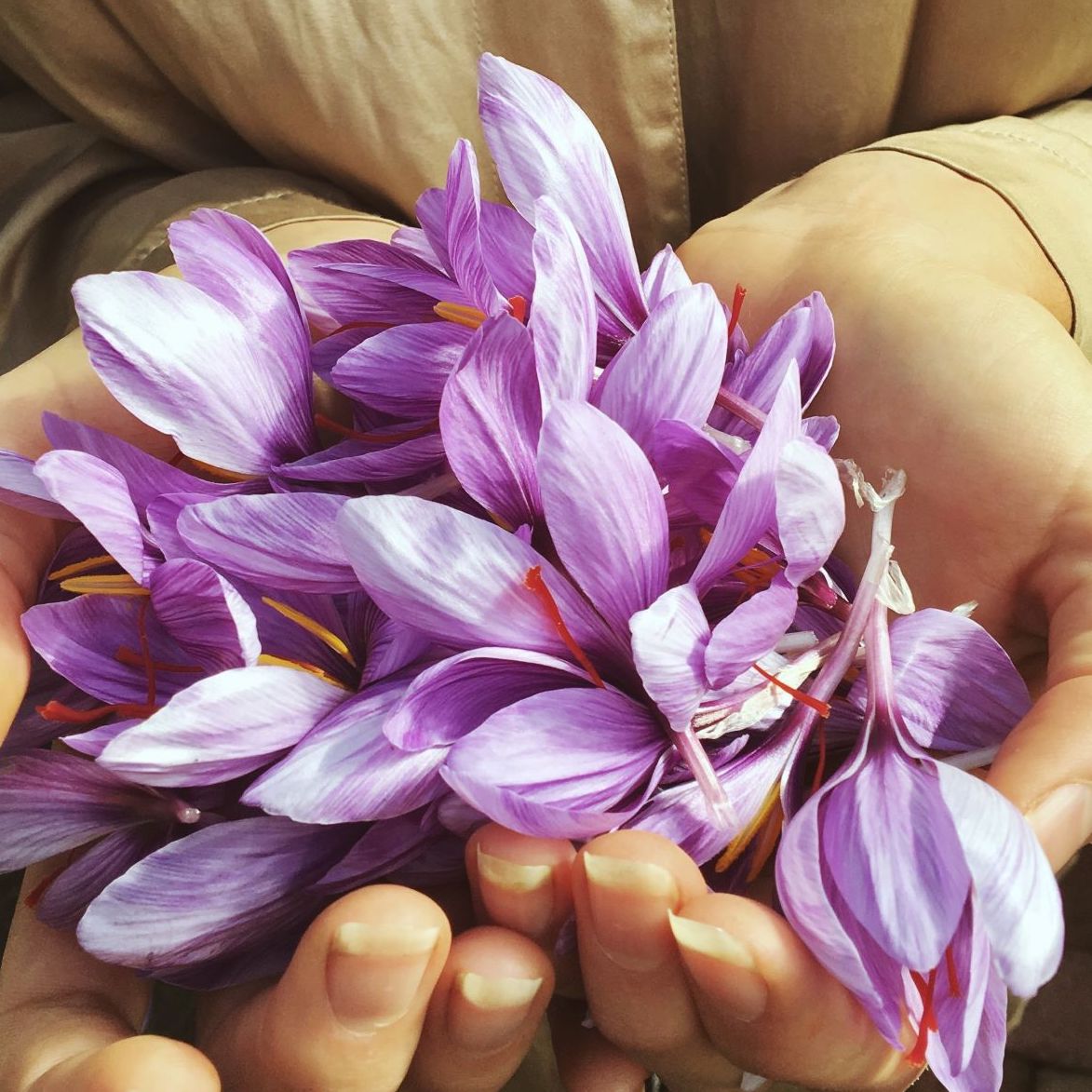 Saffron harvested in Vermont