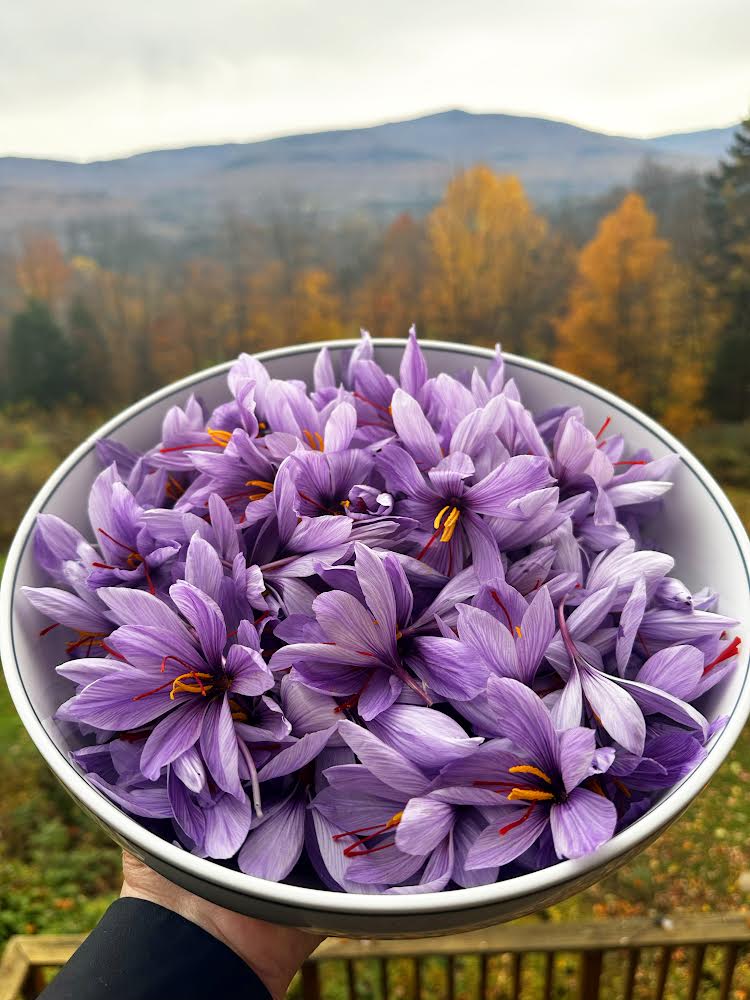Vermont-grown saffron