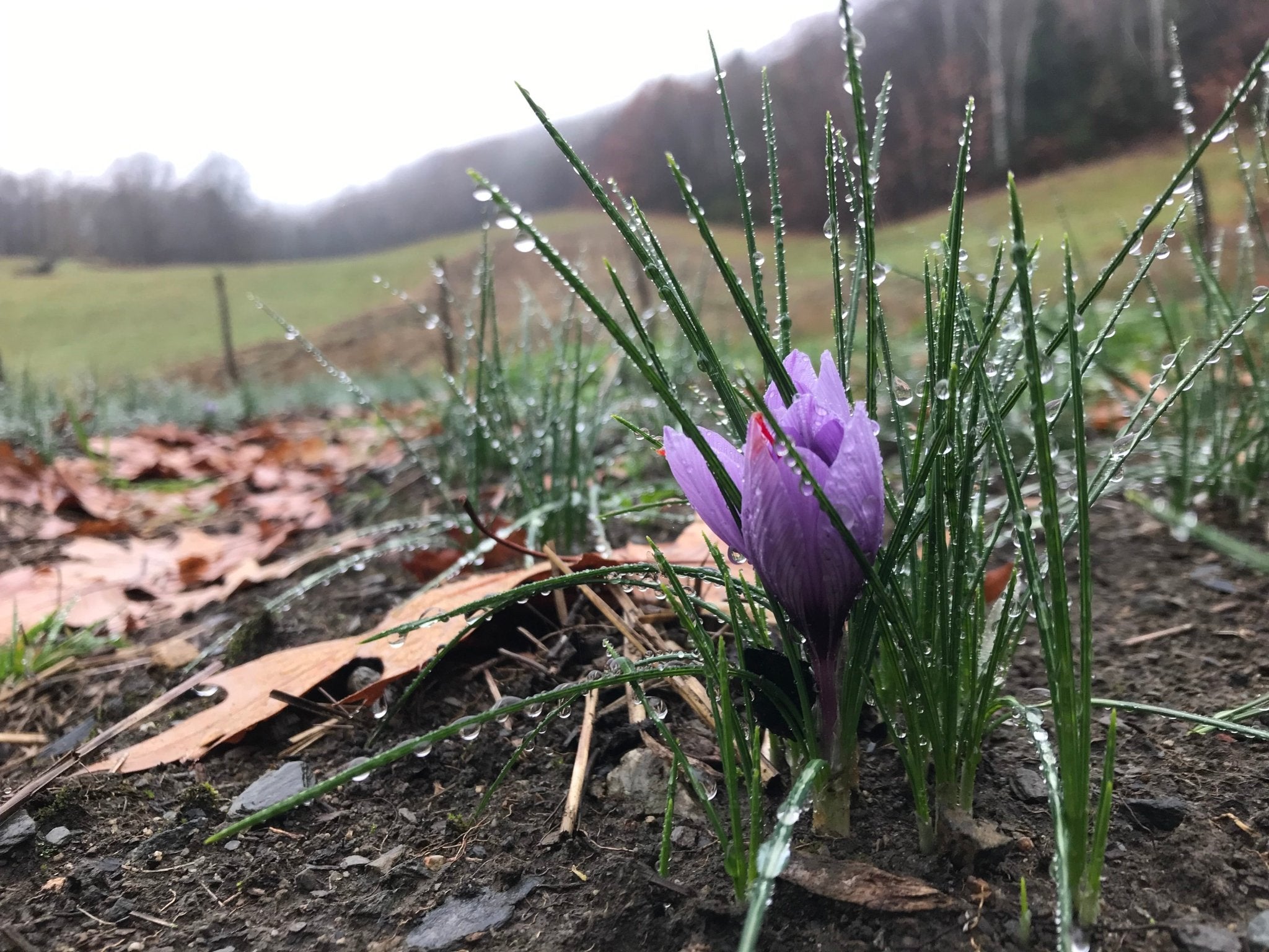 Saffron growing on Vermont family farms- Lemonfair Saffron Co.