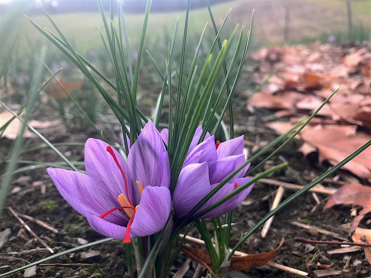Saffron crocus flowers on Vermont family farms- Lemonfair Saffron Co.